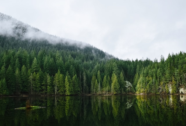 photo of a calm body of water near a forest in the lower mainland.